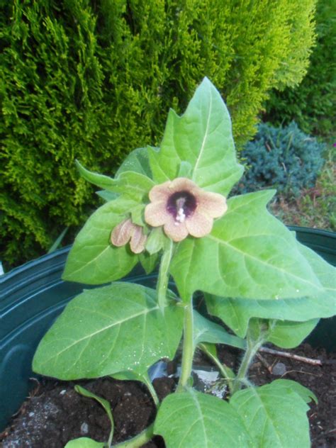 Black Henbane Seeds | World Seed Supply