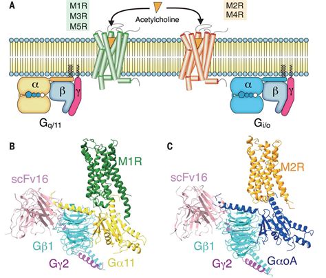 Muscarinic Acetylcholine Receptor