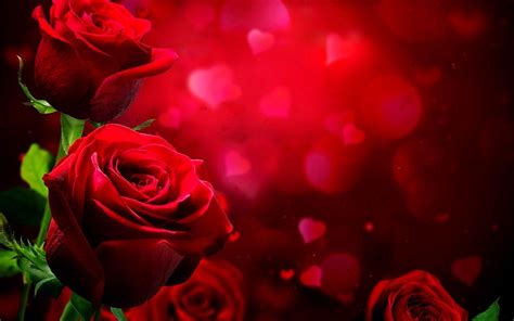 Love Rose HD Wallpapers - Top Free Love Rose HD Backgrounds ...