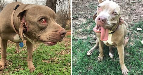 Woman Starts Rescue for Special Needs Animals After Adopting Dog Born with Two Mouths