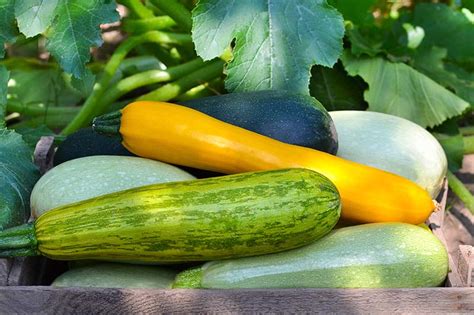 Garden Squash Varieties | Fasci Garden