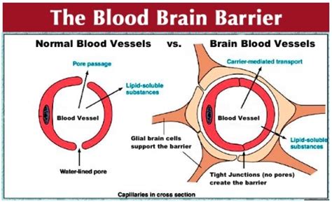 Blood-Brain Barrier & The Spinal Cord - Blog - Reeve Foundation