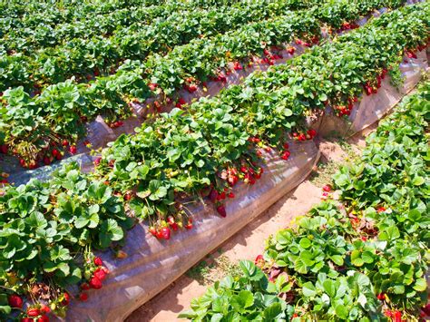 Where to Go Strawberry Picking in Texas (10 Charming U-Pick Farms!)