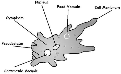 Ameba Diagram - Understanding the Structure and Function of Amebas