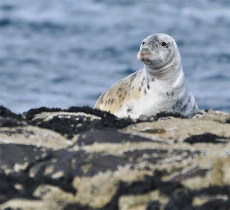 Juvenile Grey Seal on Farne Islands. Farne Islands, Grey Seal, Horsey, Norfolk, Seals ...