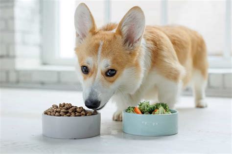 How Much to Feed a Corgi (Feeding Chart & Guide)