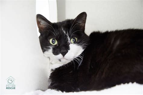 58 Best Pictures Cat Adoption Seattle Area : Seattle Animal Shelter Offers Free Black Cat ...