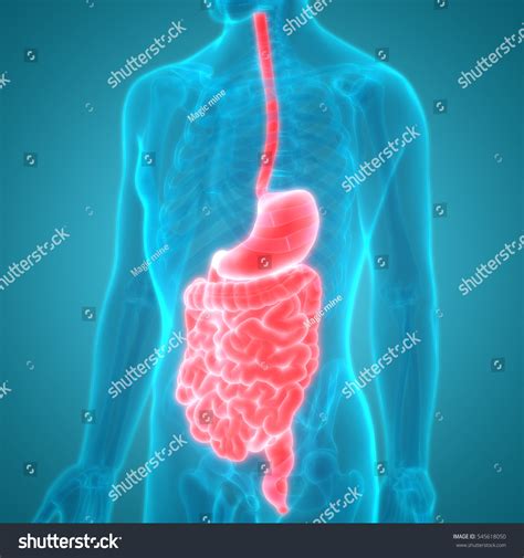 Human Digestive System Anatomy. 3d Stock Photo 545618050 : Shutterstock