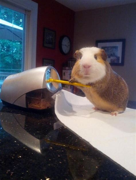 'Stuff My Guinea Pig Does' Is An Adorable, Funny Set Of Photos (PICTURES) | HuffPost UK