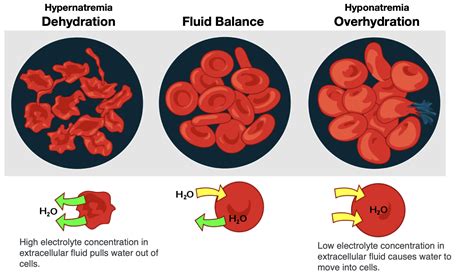 Vitamins and Minerals Involved In Fluid And Electrolyte Balance – Nutrition: Science and ...