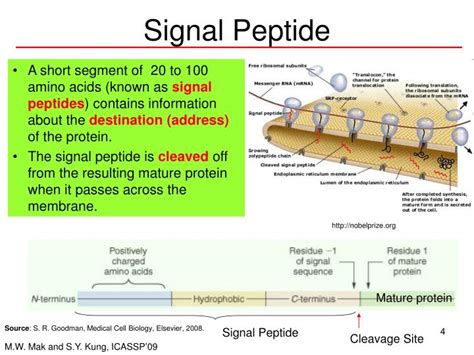 PPT - Conditional Random Fields for the Prediction of Signal Peptide Cleavage Sites PowerPoint ...