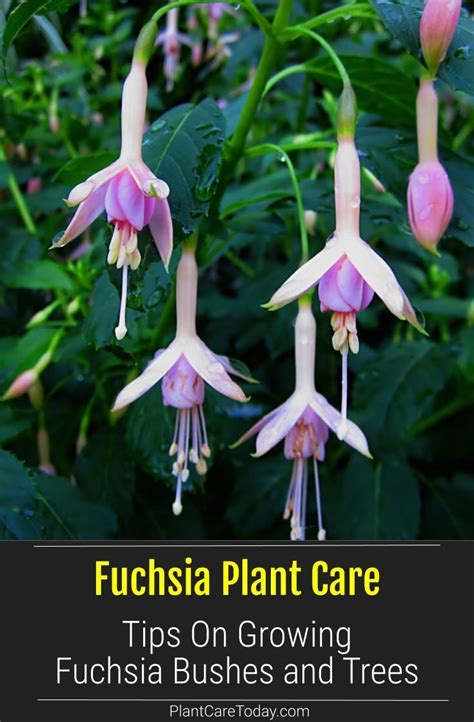 How To Care For The Fuchsia Plant | Fuchsia plant, Fuchsia plant care, Plants