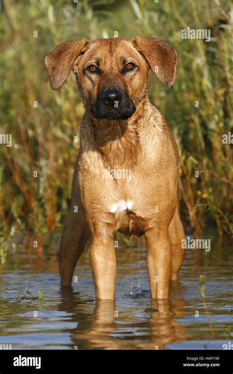 Half Breed Mongrel Dog Stock Photo - Alamy