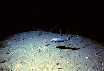 The Deep Sea Biome: Bathypelagic zone (1000-3000m)