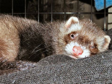 Lymphoma in Ferrets | Animals - mom.me