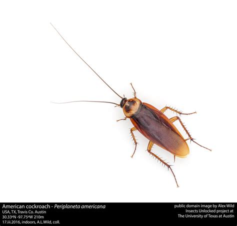 Periplaneta americana - American cockroach | American cockro… | Flickr