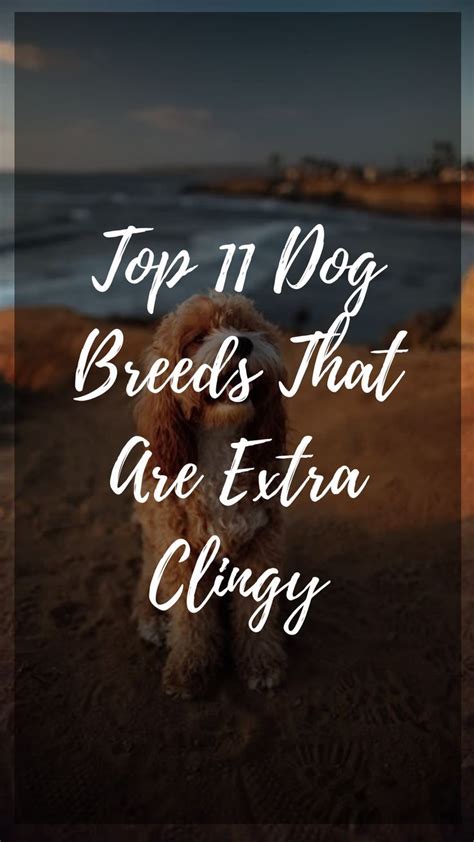 Which dog breeds are the most needy? | Dog breeds, Dogs, Breeds