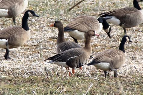 ML519459441 - Greater White-fronted Goose - Macaulay Library