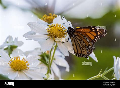 Pacific Grove Monarch Butterfly Sanctuary Stock Photo - Alamy