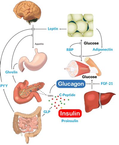 Fungsi, Sumber, dan Metabolisme Karbohidrat Halaman all - Kompas.com