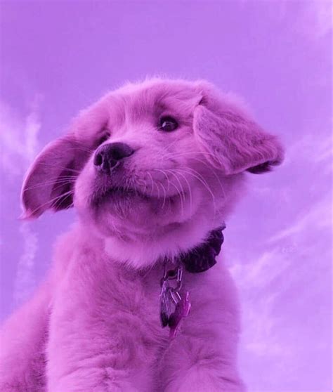 Cute Animals Aesthetic - Dogs And Cats Wallpaper