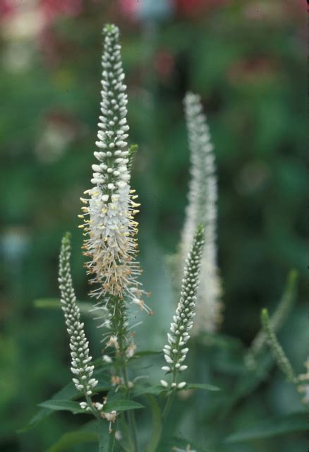 Veronicastrum virginicum 'Album'