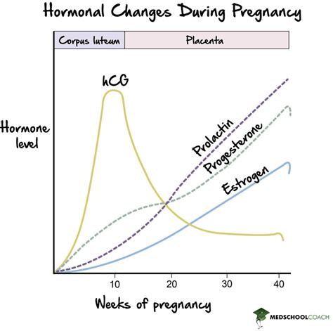 Pregnancy, Parturition, & Lactation – MCAT Biology | MedSchoolCoach