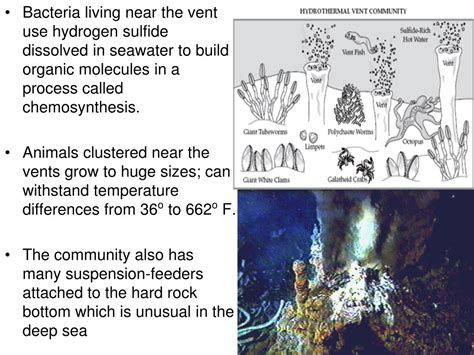 PPT - The Benthic Zone PowerPoint Presentation, free download - ID:4528632