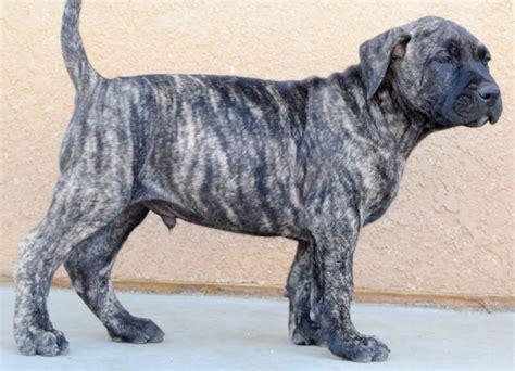 Presa Canario Puppies at 8 Weeks – SoCalPresa – Presa Canario Puppies ...