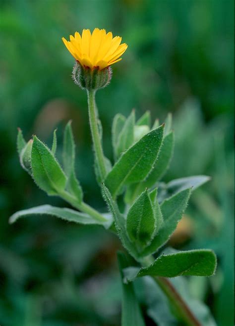 Flower Gallery :: Asteraceae :: 598_29