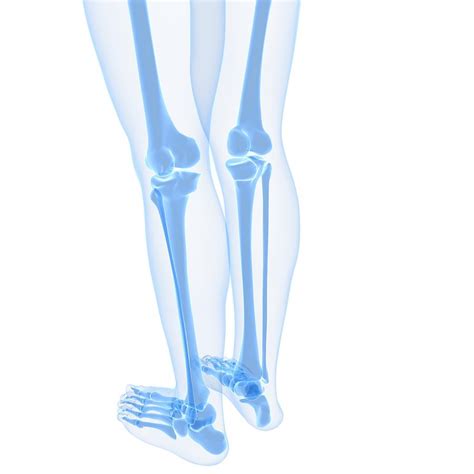 Leg Bones, Artwork Digital Art by Sciepro - Fine Art America