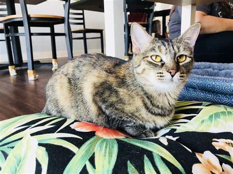 Are Cat Cafés Good or Bad for Cats? - Katzenworld