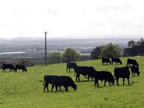 Aberdeen Angus cattle, West Tullyfergus © Maigheach-gheal cc-by-sa/2.0 ...