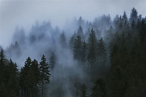 Papel de parede : Árvores, névoa, nuvens, fotografia, madeira, céu ...