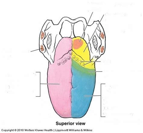 Nerves of the Tongue Diagram | Quizlet