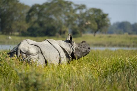 rhino conservation in India | WWF India