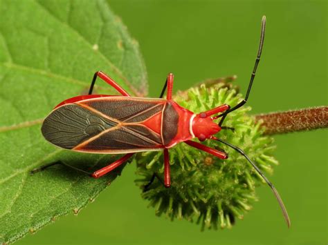 Red Beetle Garden Pest Identification | Fasci Garden