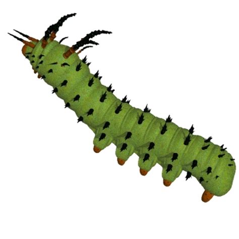 Download High Quality caterpillar clipart realistic Transparent PNG ...