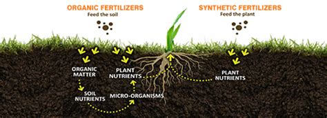 Why Use Organic Fertilizer?