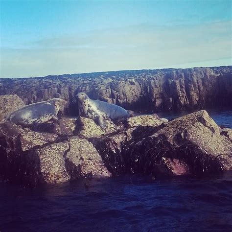 Seals on The Farne Islands, Northumberland | Farne islands, Natural landmarks, Scenery