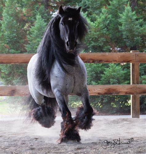 BLUE ROAN GYPSY VANNER STALLION - SD BLACKJACK Wow...have never seen a Gypsy this color!!! # ...