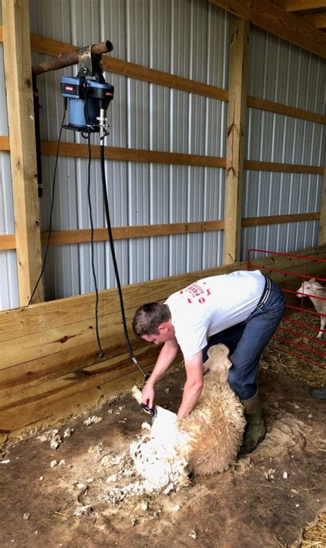 The Benefits of Shearing Before Lambing | OSU Sheep Team