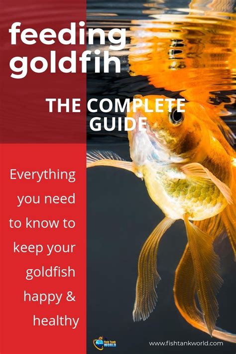 The Complete Guide to Feeding Goldfish - Food Ideas Your Fish Will Love! | Goldfish food, Fish ...