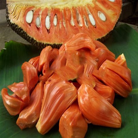 Nangka (Jackfruit) – Malaysia Online Plant Nursery