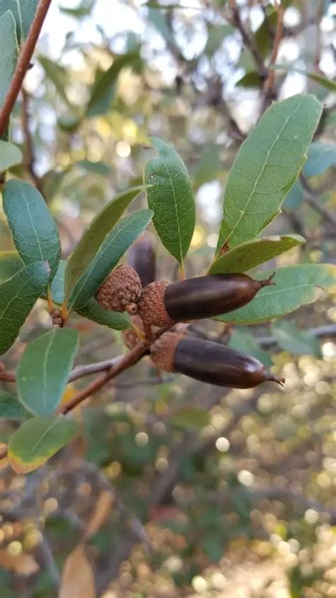 Quercus berberidifolia - Common Bonsai,Hardwood - Scrub Oak