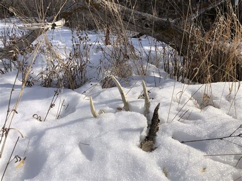 Reality Check: The Things We Learn from Shed Antlers - HuntStand