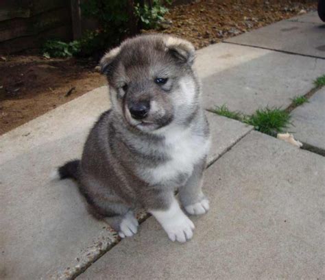 Husky, Akita Mix