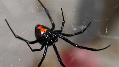 Report: ﻿Man sets house on fire while trying to kill spiders with a ...