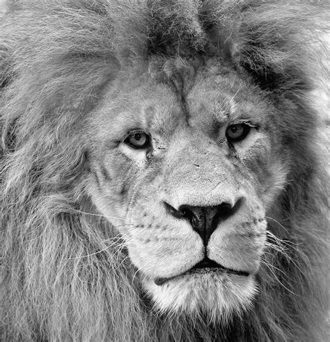 Lion's mesmerizing gaze | White photography, Lions, Black and white