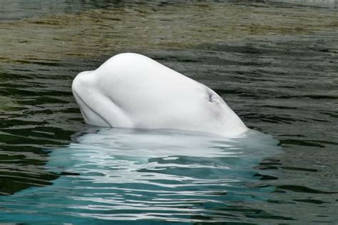 Beluga Whale In The Thames: An Arctic Marine Mammal Seen In England